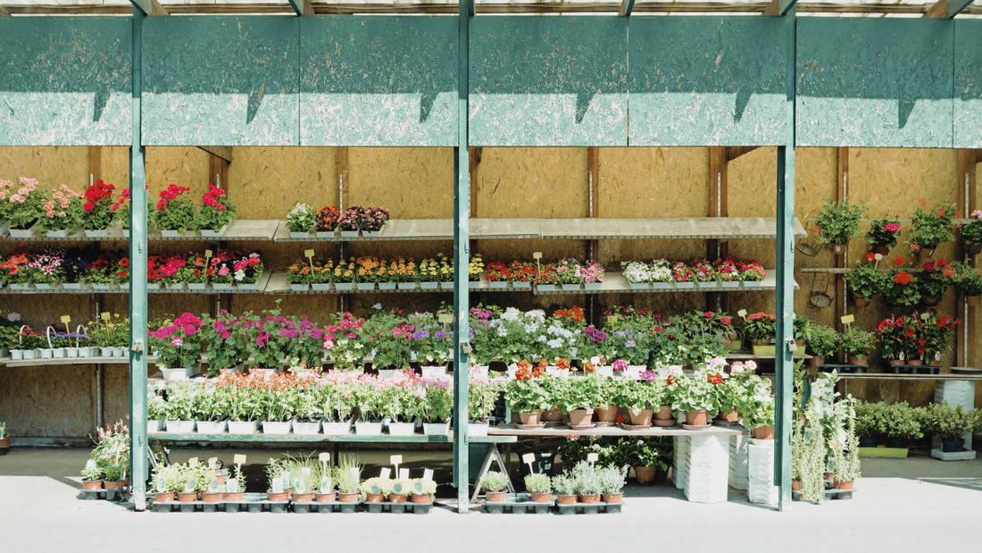 Choosing the Right Plants for Your Garden