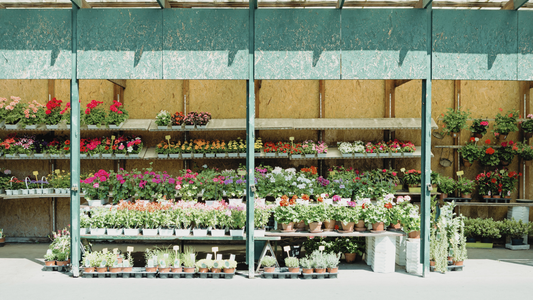 Choosing the Right Plants for Your Garden