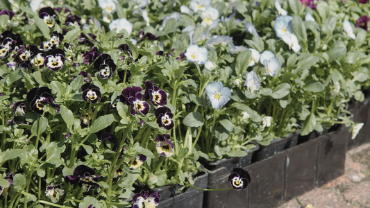 Why a Grower’s Nursery Matters—For You, Your Garden, and the Planet