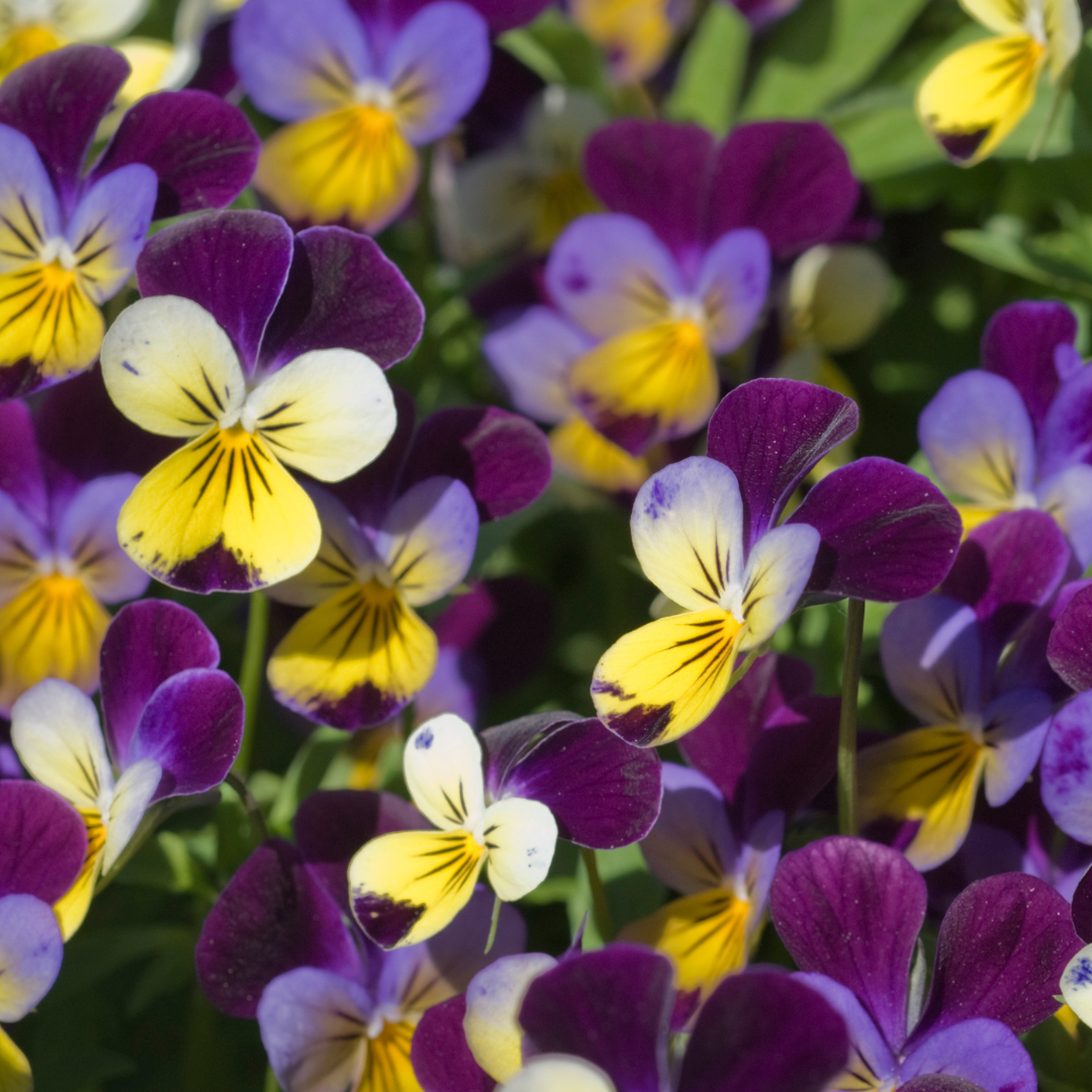 Violet 'Johnny Jump Ups'