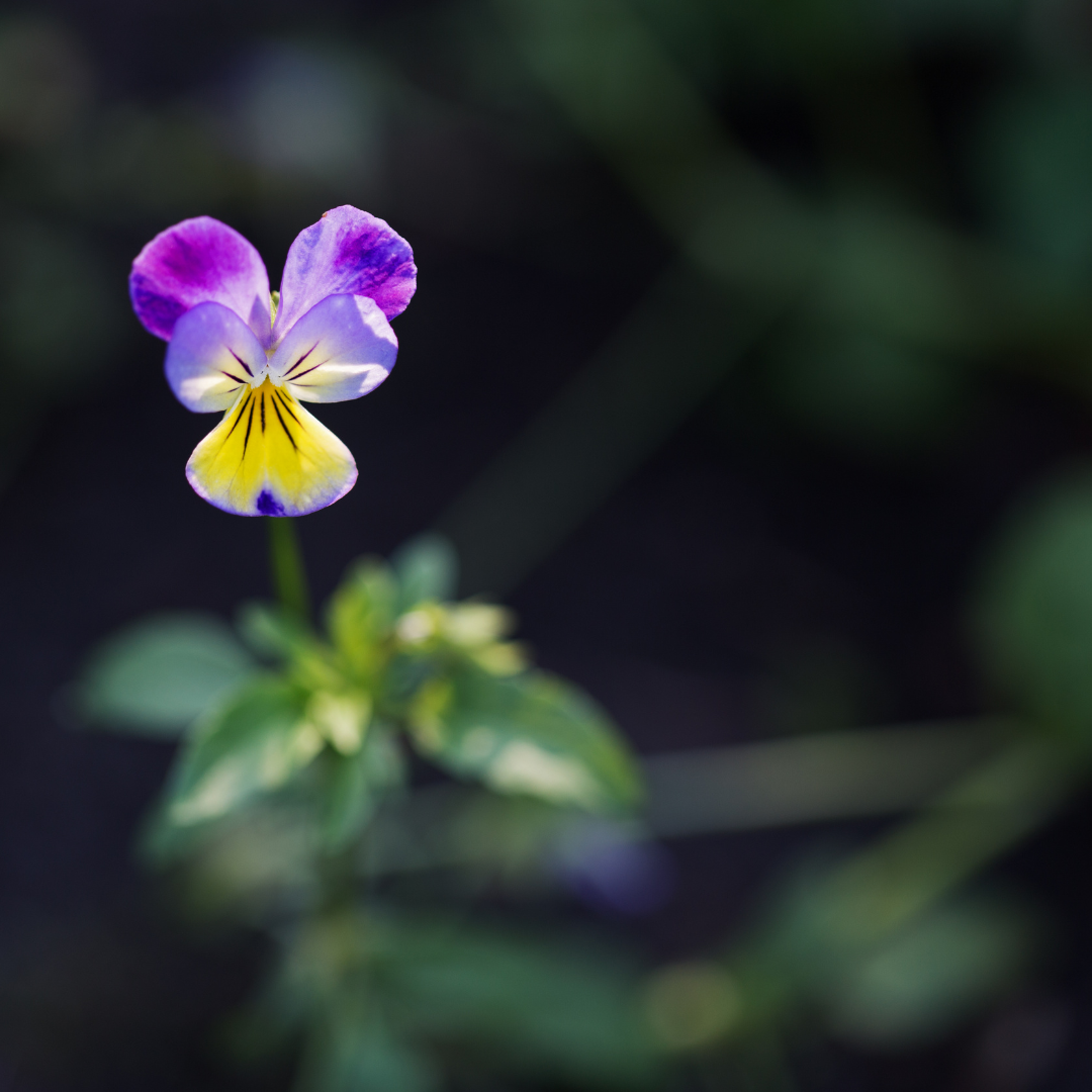 Violet 'Johnny Jump Ups'
