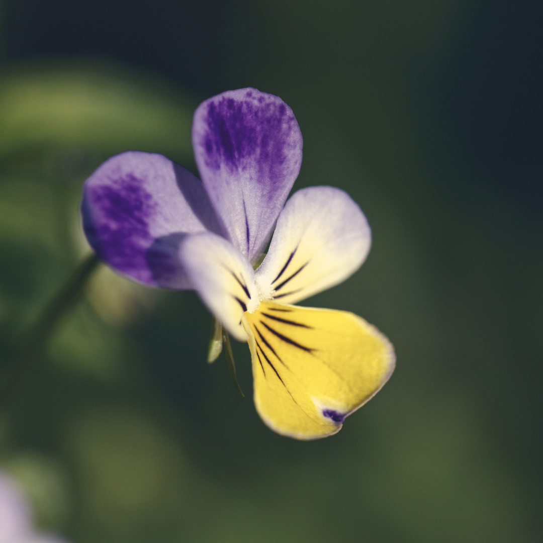 Violet 'Johnny Jump Ups'