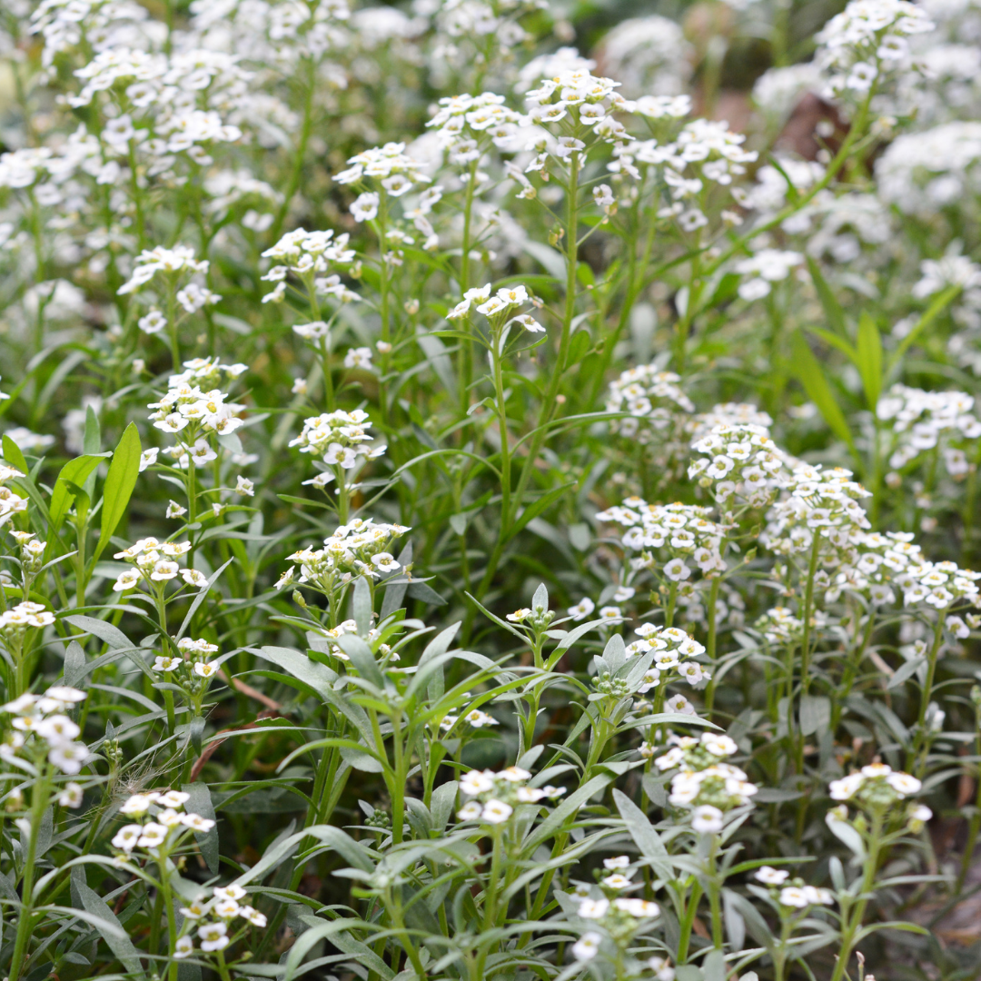 Sweet Alyssum 'Carpet of Snow'