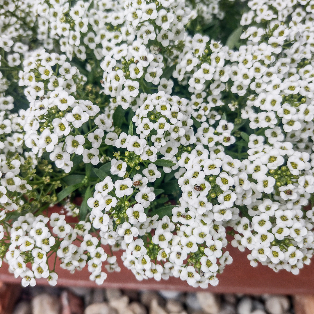 Sweet Alyssum 'Carpet of Snow'