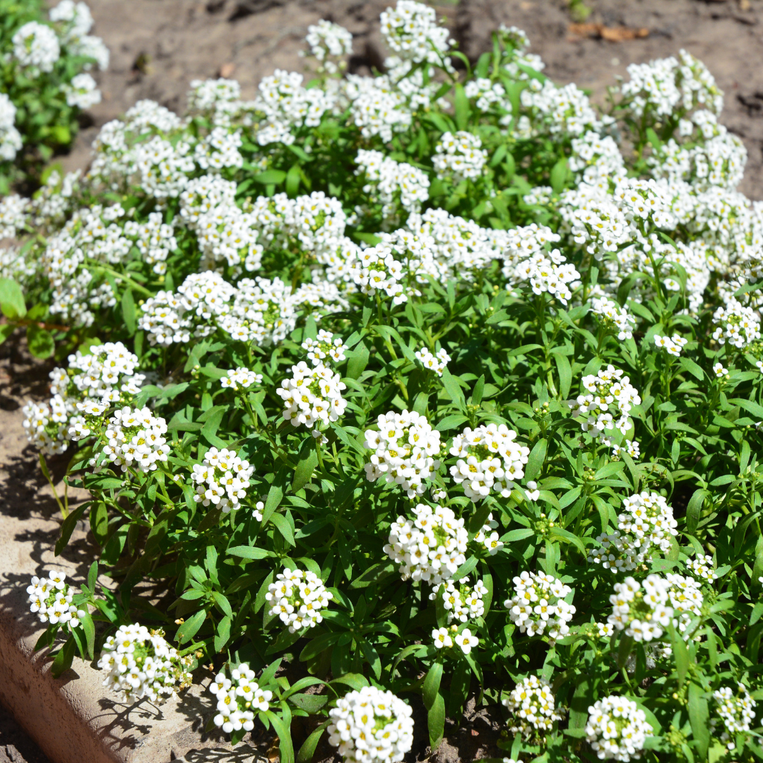 Sweet Alyssum 'Carpet of Snow'