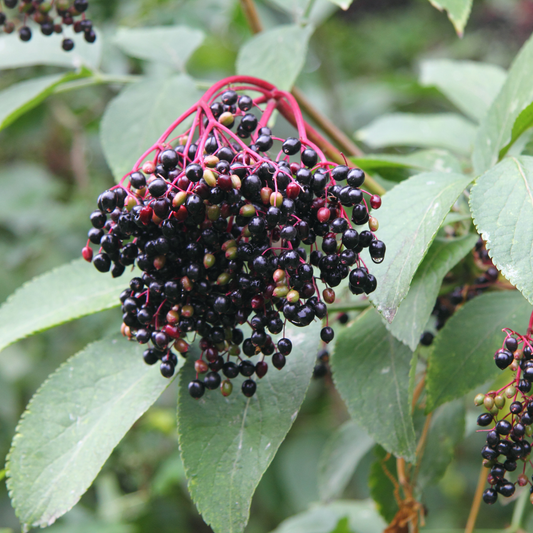 Elderberry 'American'