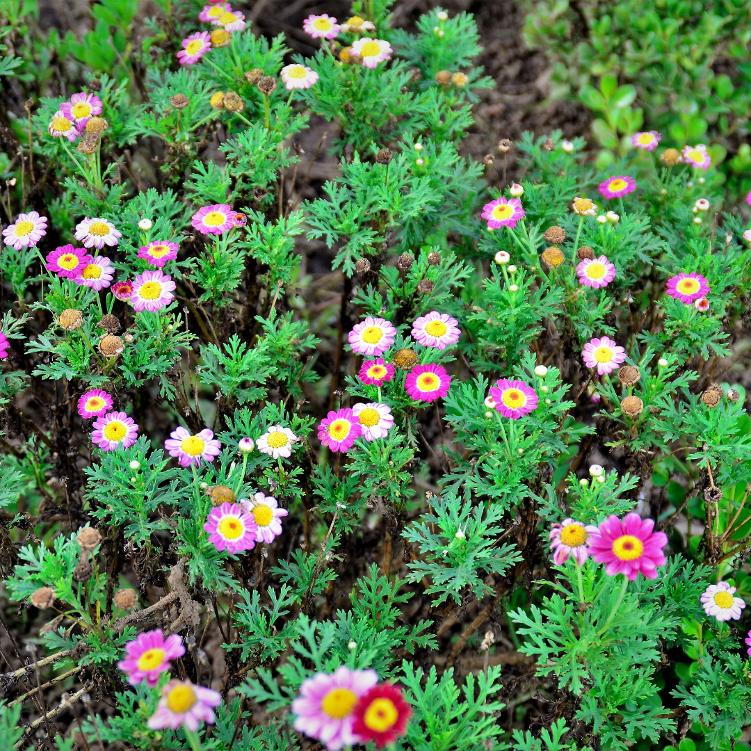 Daisy (Painted) 'Robinsons Giant Mix'