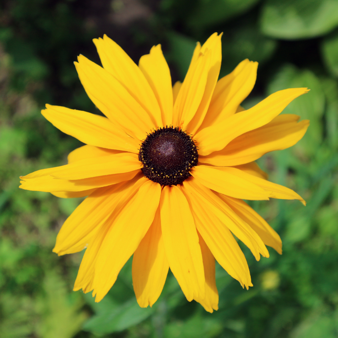 Black-Eyed Susan 'Double Golden Gloriosa'