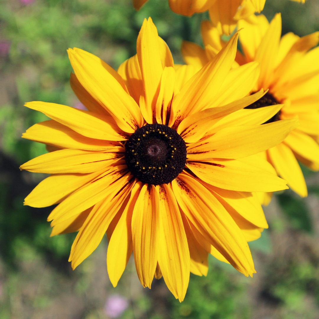 Black-Eyed Susan 'Double Golden Gloriosa'