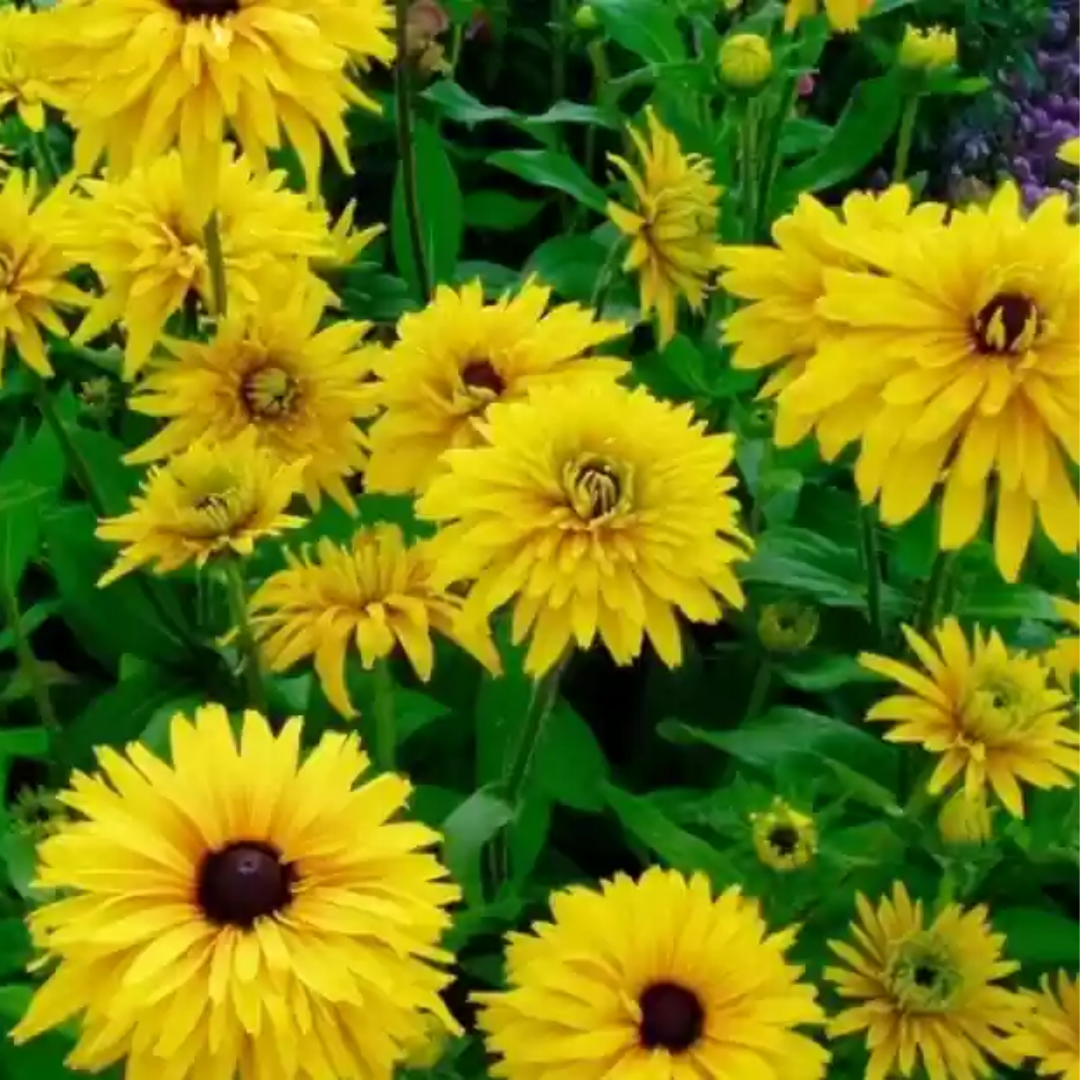 Black-Eyed Susan 'Double Golden Gloriosa'