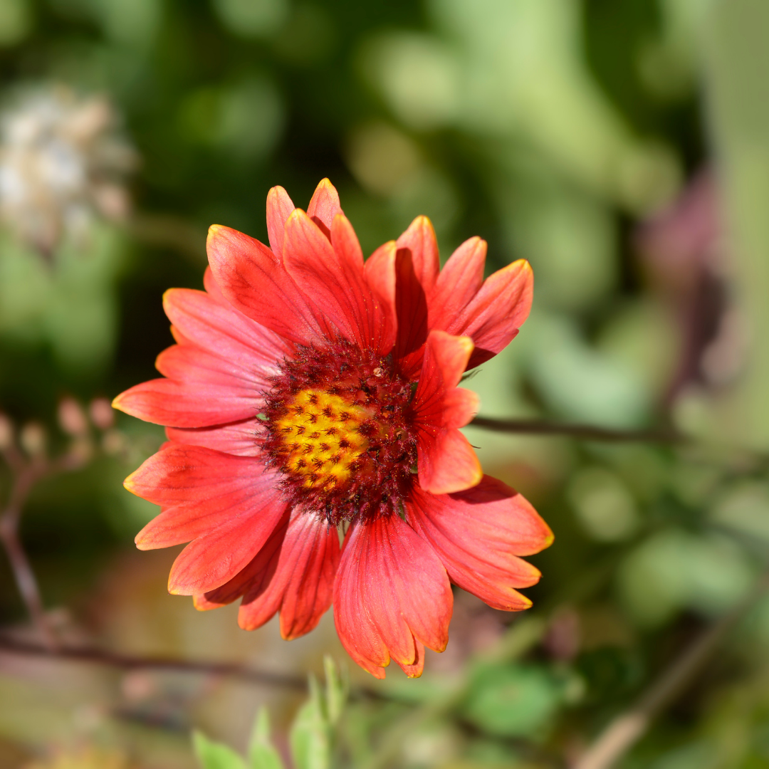 Blanket Flower 'Burgundy'