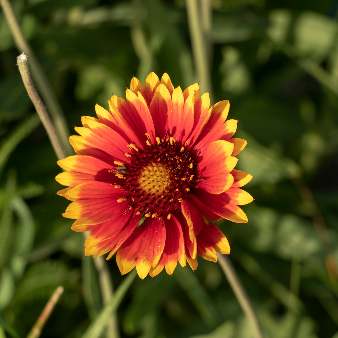 Blanket Flower 'Burgundy'