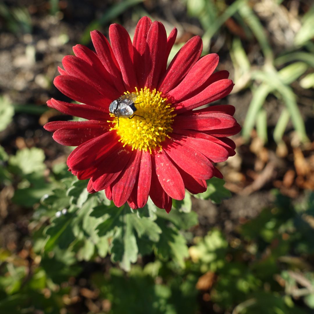 Blanket Flower 'Burgundy'