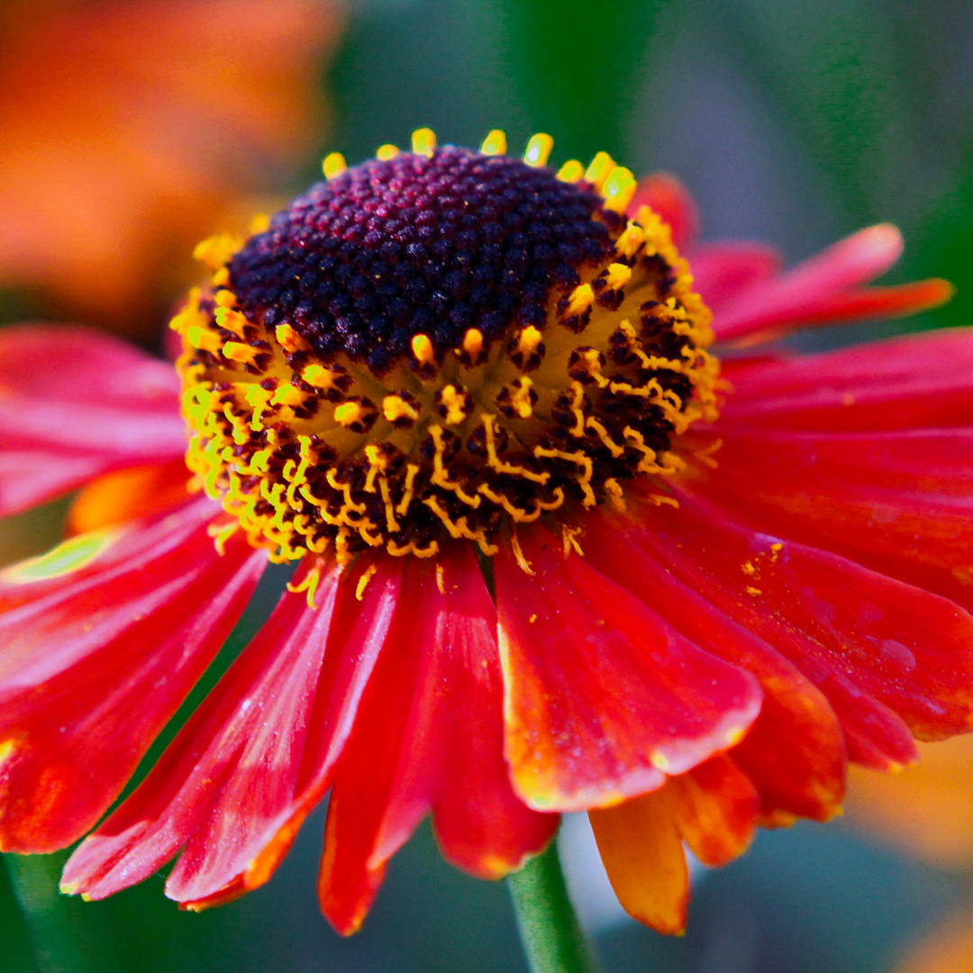 Blanket Flower 'Burgundy'