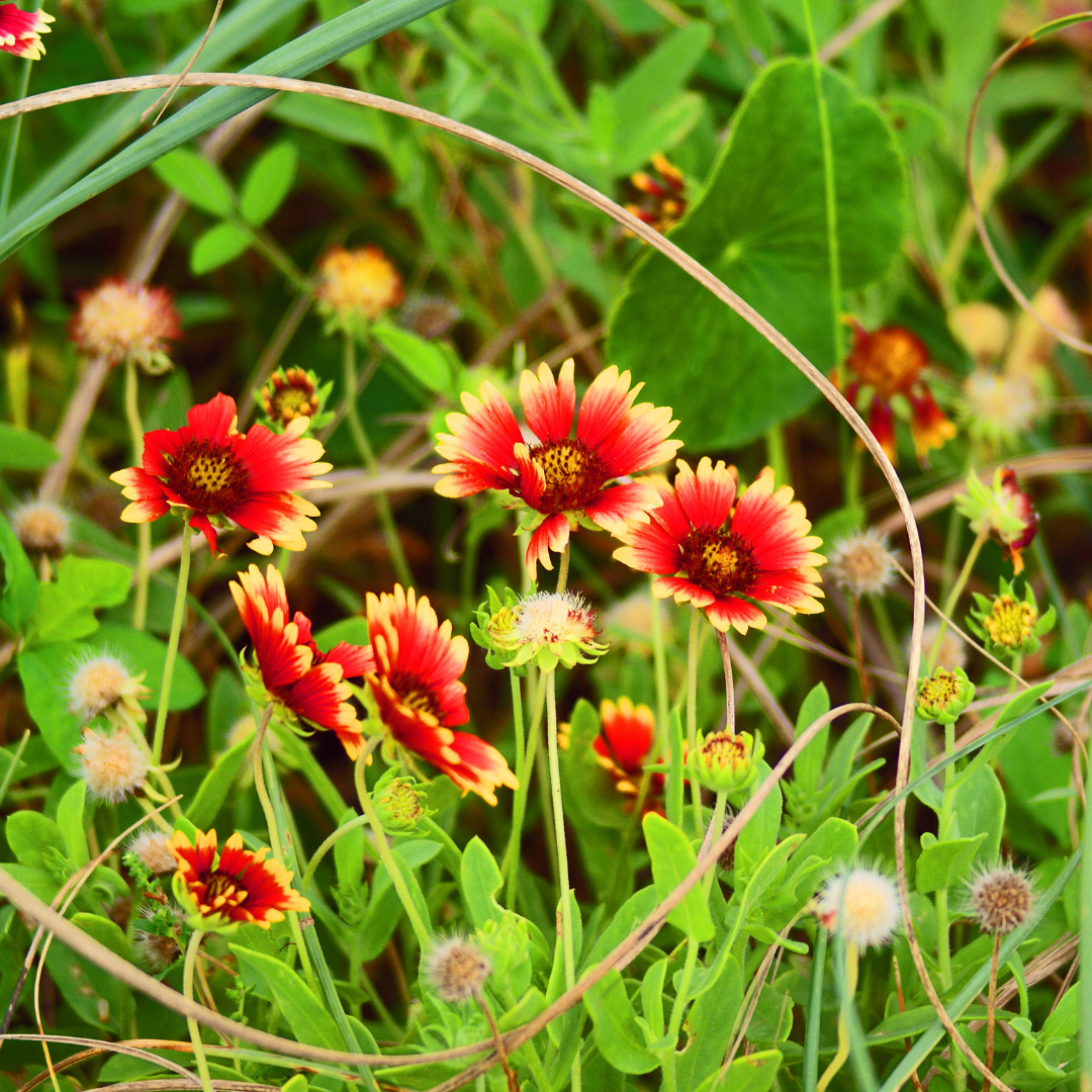 Blanket Flower 'Burgundy'