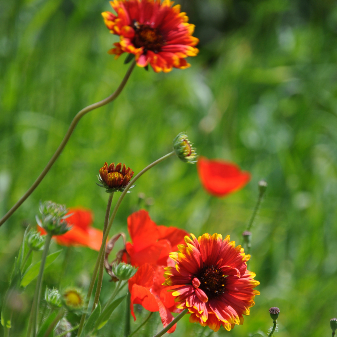 Blanket Flower 'Burgundy'