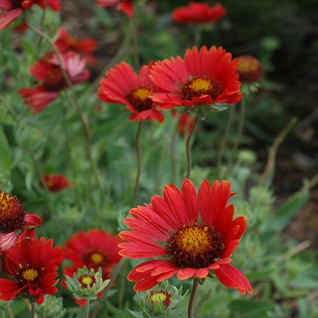 Blanket Flower 'Burgundy'