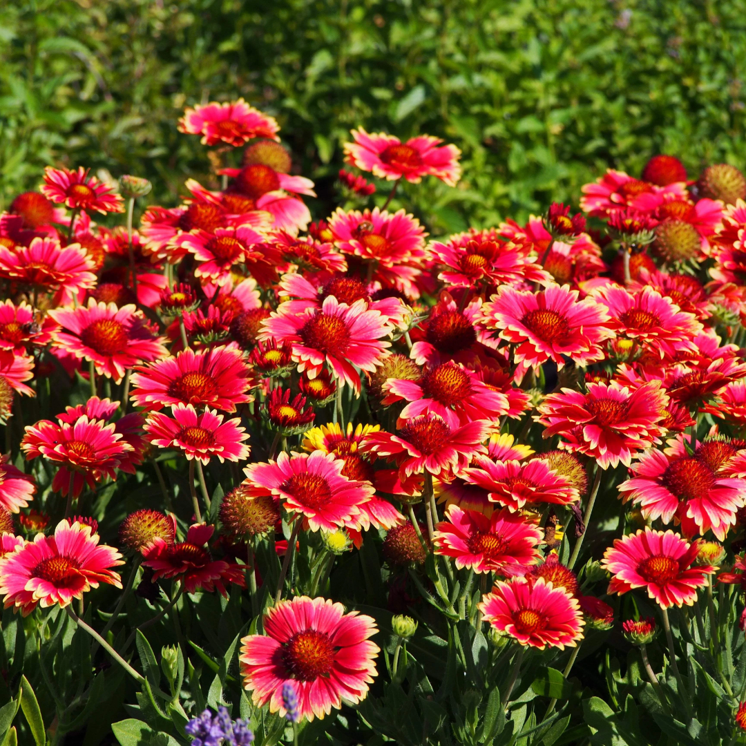 Blanket Flower 'Burgundy'