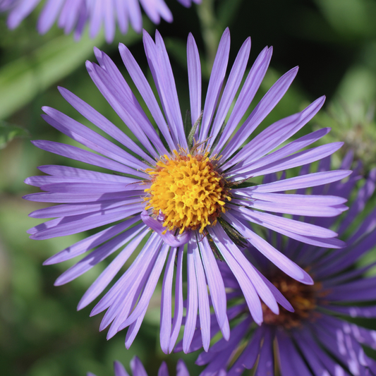 New England Aster
