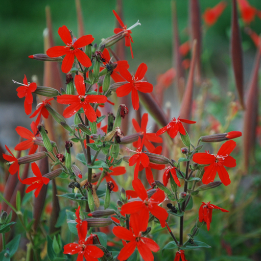 Royal Catchfly