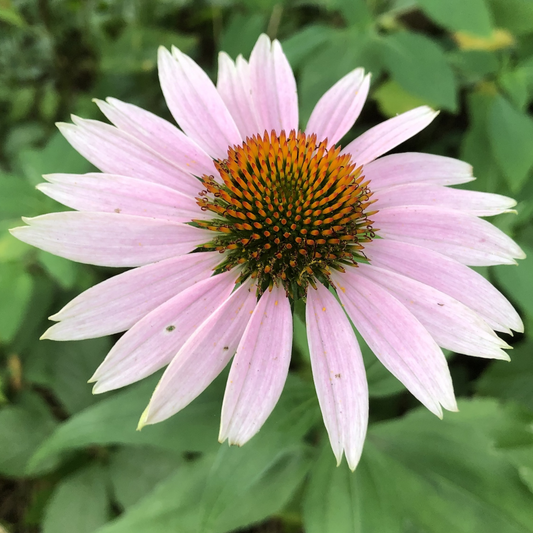 Purple Coneflower