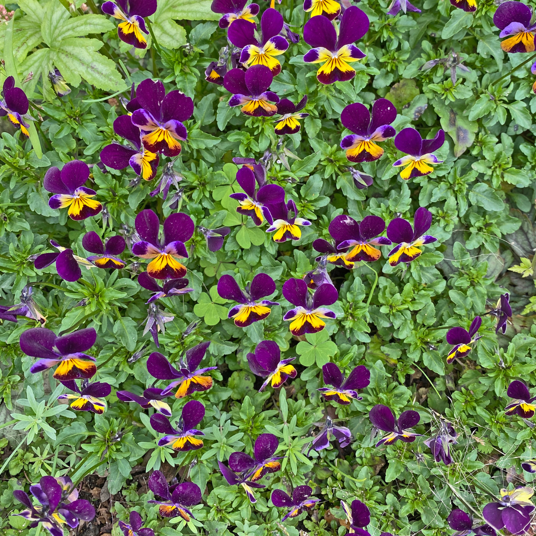 Violet 'Johnny Jump Ups'