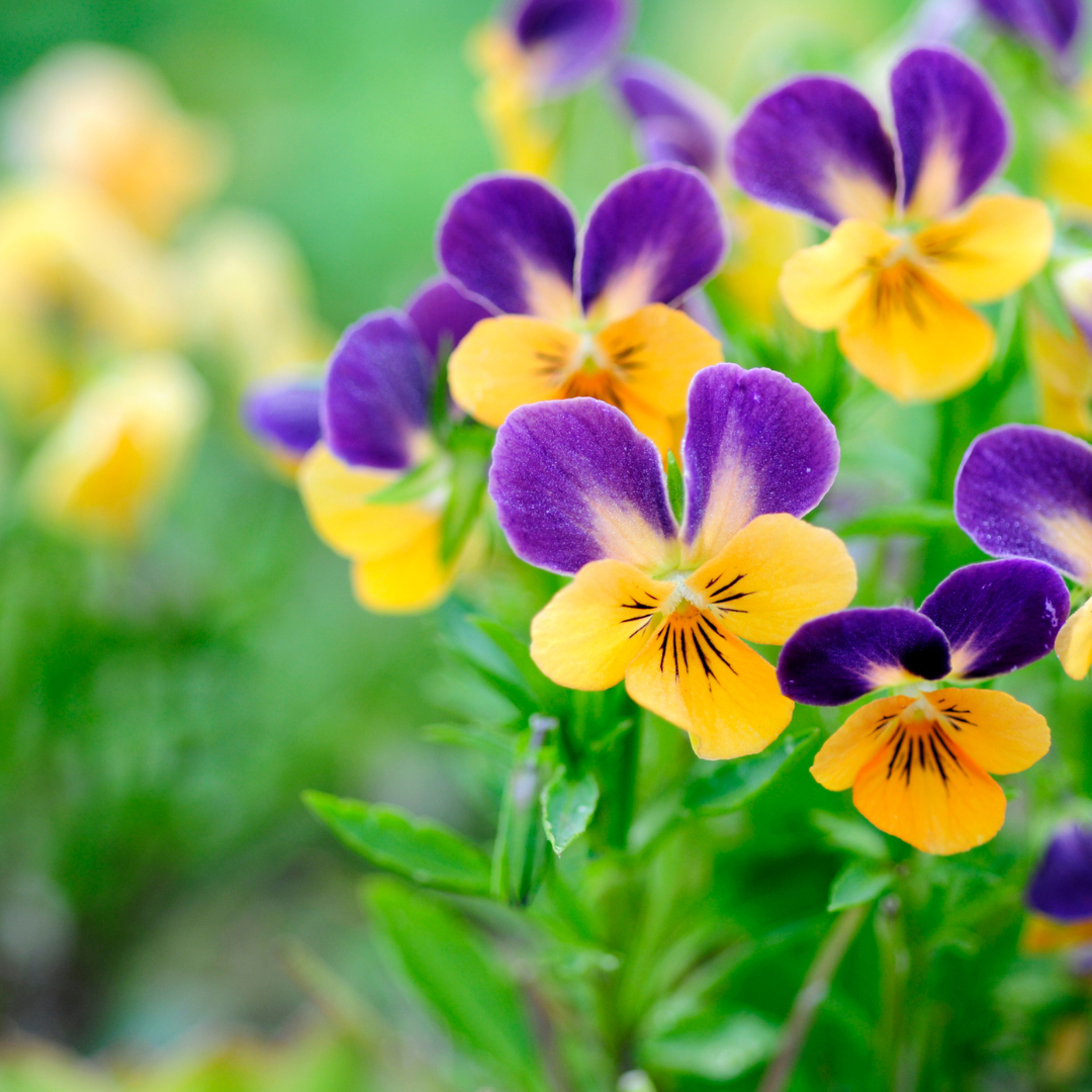 Violet 'Johnny Jump Ups'