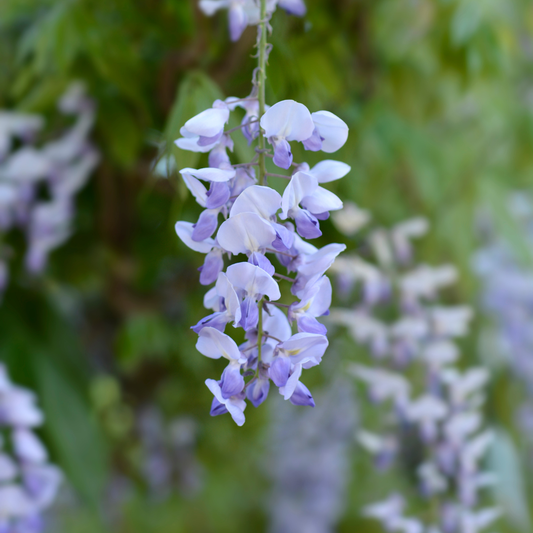 American Wisteria