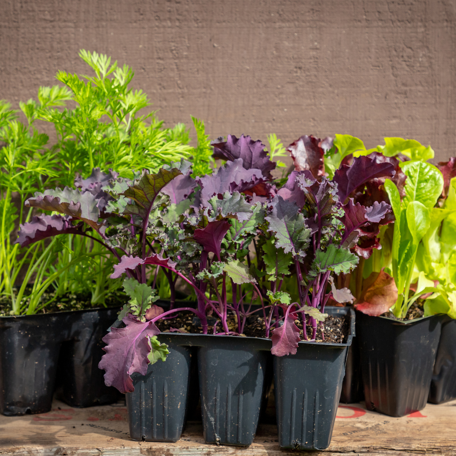 Healthy plant from Nevermore Nursery offered in the CSA plant box subscription