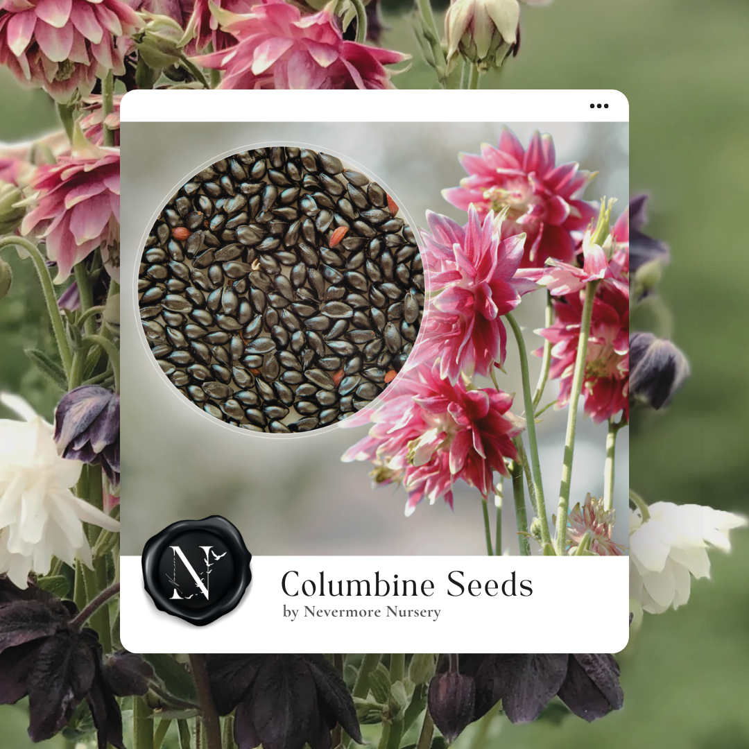 columbine flower seeds Columbine Seed Mix – Nevermore Nursery