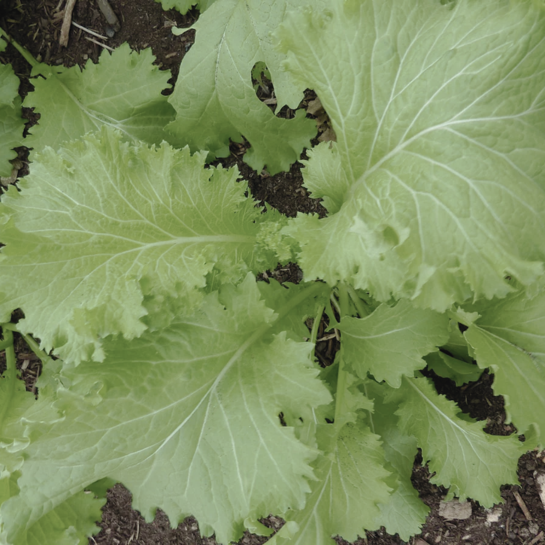 A southern curled mustard plant shown in the garden.