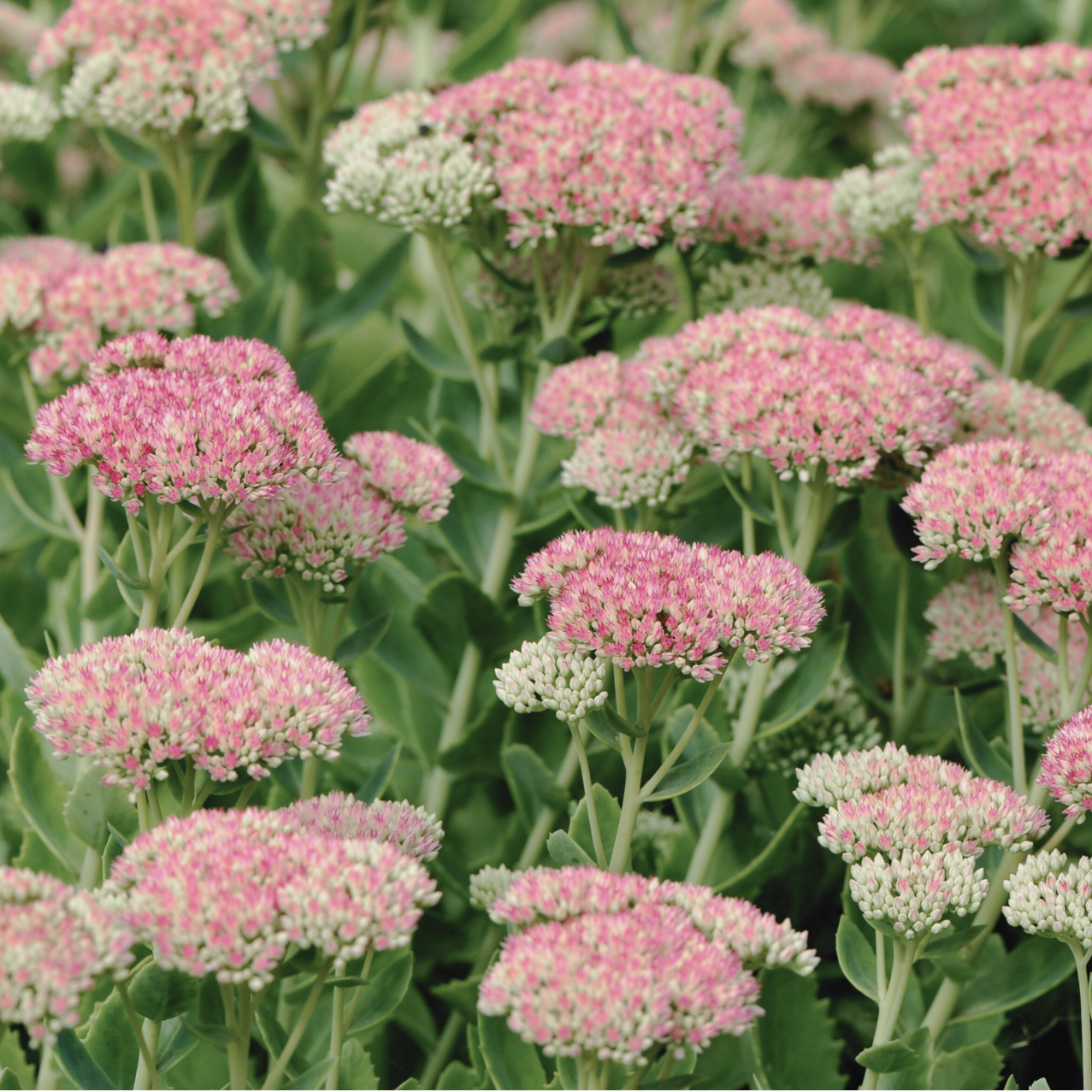 Sedum 'Autumn Joy' flowers growing in a garden, with clusters of pink blooms on sturdy stems. The plant's succulent leaves and vibrant flowers add texture and color to the garden.
