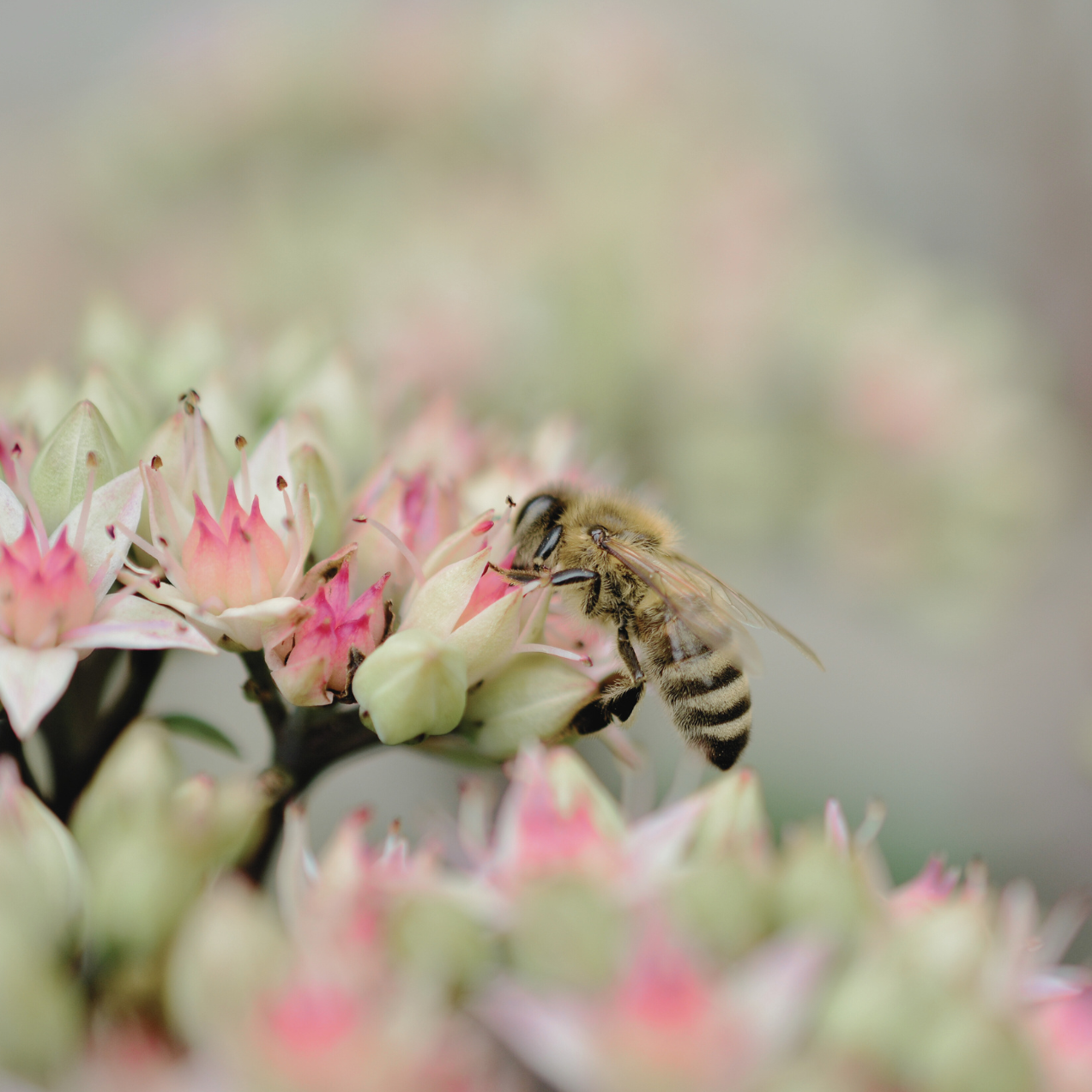 Sedum 'Autumn Joy' flowers in a close-up shot, with a bee perched on the pink blooms. The detailed view captures the plant's role in supporting pollinators.