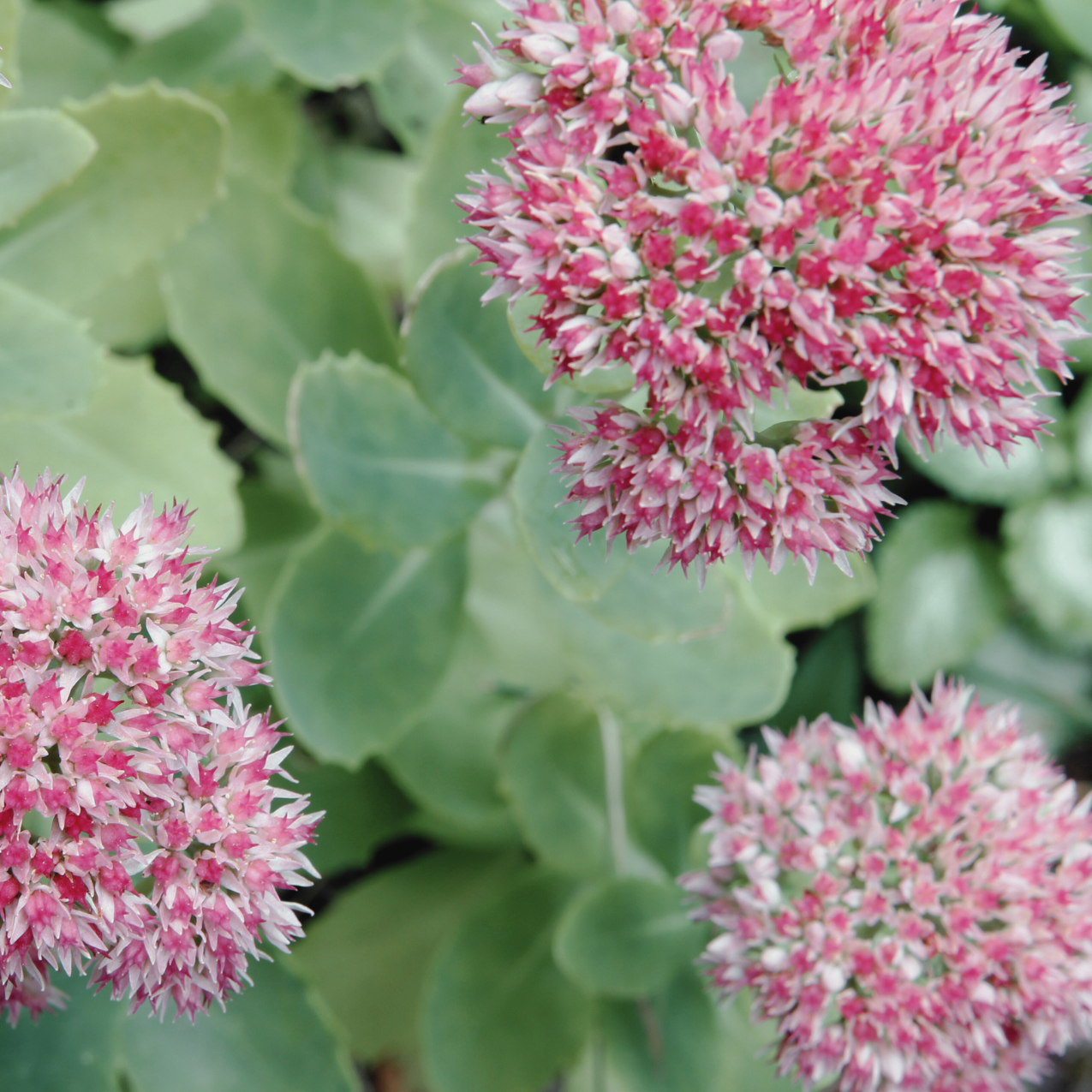 Sedum 'Autumn Joy' flowers growing in a garden, showcasing dense clusters of pink blooms and fleshy green leaves. The plant is thriving, with vibrant colors and healthy growth.