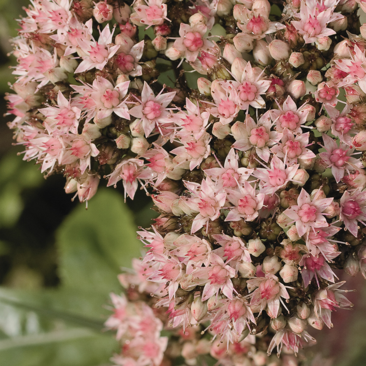 Sedum 'Autumn Joy'