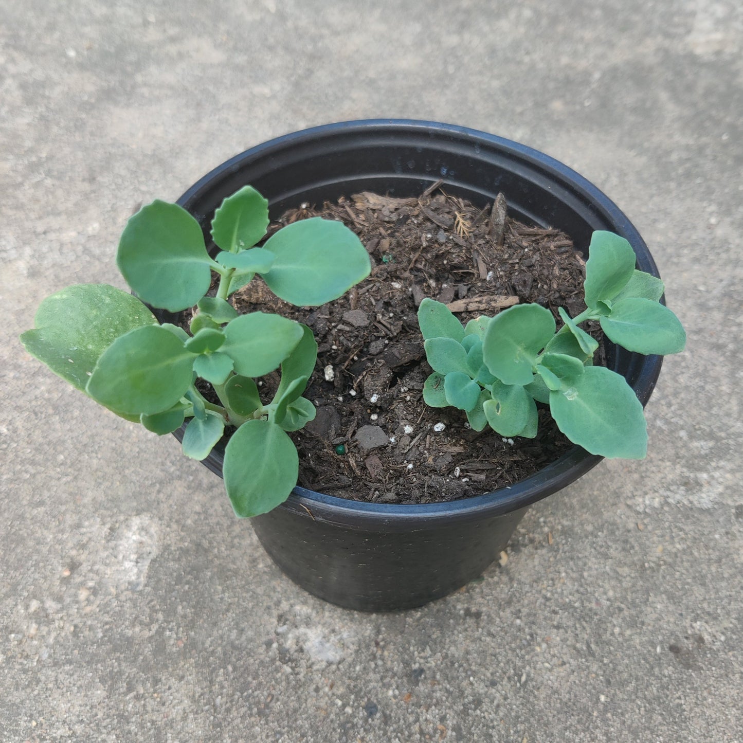 Sedum 'Autumn Joy' plant for sale in a pot, showcasing healthy green leaves and a robust growth habit. The plant is well-established and ready for garden planting.