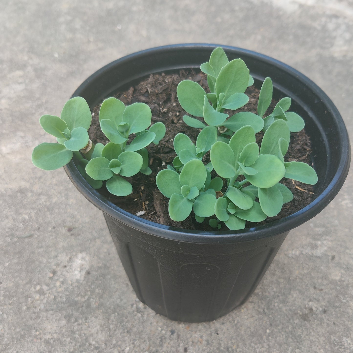 Sedum 'Autumn Joy' plant for sale in a pot, showcasing healthy green leaves and a robust growth habit. The plant is well-established and ready for garden planting.
