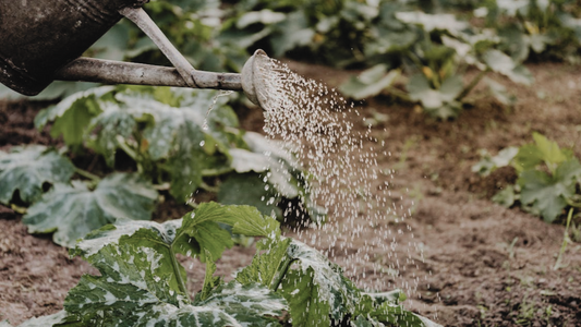 The Art of Watering: A Comprehensive Guide for Plants at Different Stages