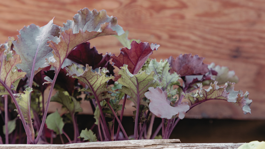 Cultivating Scarlet Kale: A Complete Care Guide for Vibrant Growth