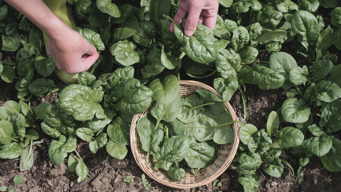 Growing Giant Noble Spinach