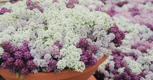 How to Grow Alyssum ‘Magic Circle Mix’: The Secret to Sweet Scents and Stunning Living Mulch