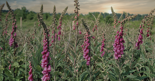 Purple Foxglove Care: Growing Tips, Toxicity Warnings, and Garden Benefits