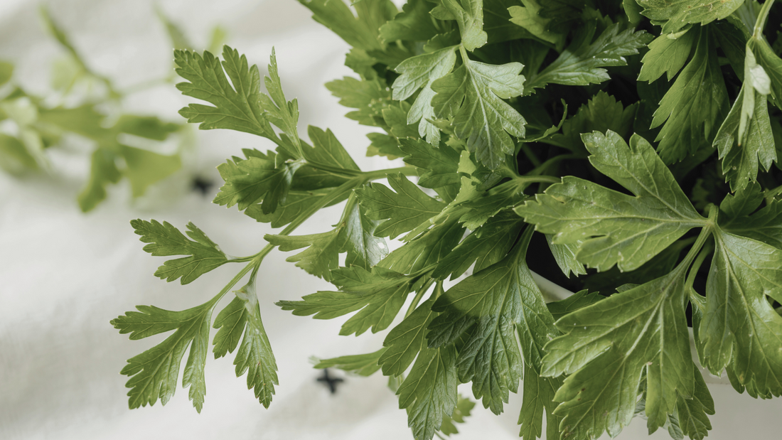 Cultivating Flavor: Parsley 'Giant of Italy' Care Guide