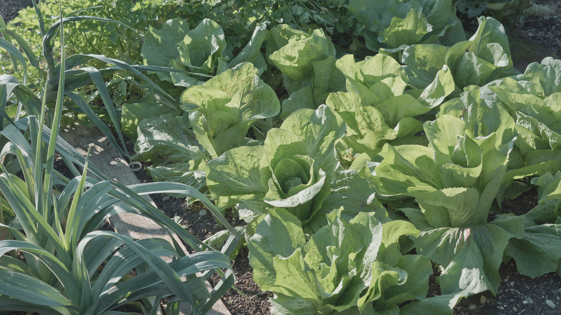 Growing Guide: Landis Winter Lettuce Mastery