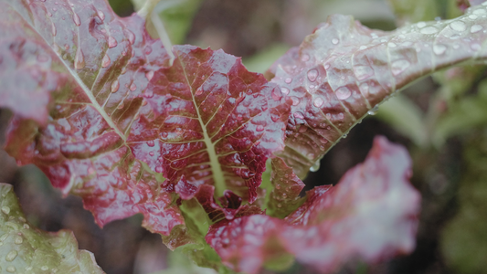 Mastering Merlot Lettuce: Essential Care Guide for Vibrant Growth