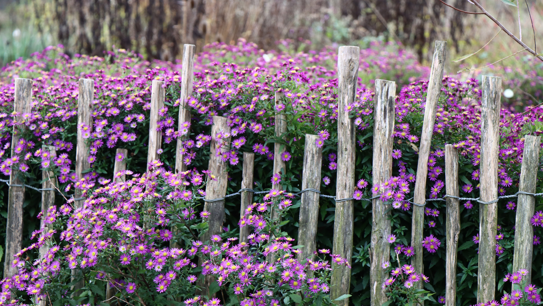 Growing New England Aster: Care Tips, Benefits, and Native Charm