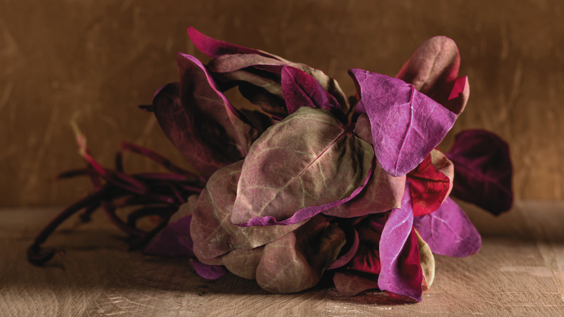 Growing Guide for Red Orach