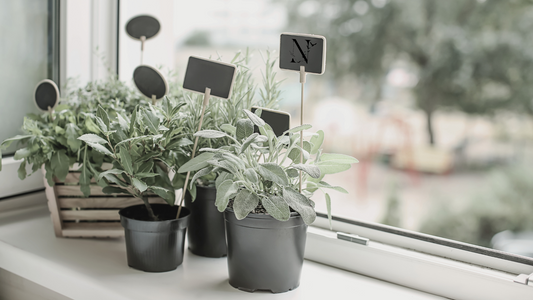 Love plants for sale in a window getting sun.