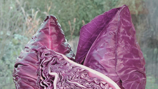 Cultivating Crispness: A Guide to Growing Kalibos Cabbage