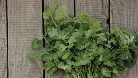 Growing Lush Cilantro: A Complete Guide